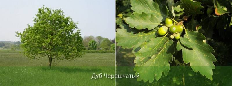 какое дерево живет дольше всех деревьев