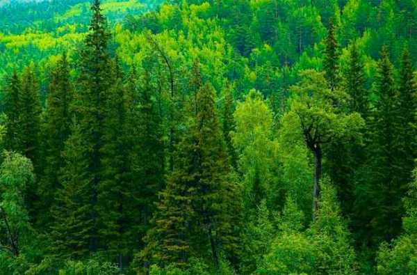 какое дерево живет дольше всех деревьев