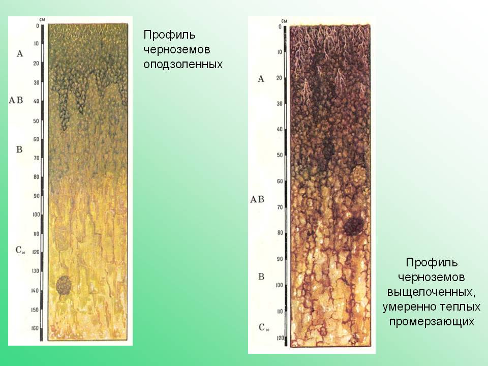 Схема строения почвенного профиля чернозема