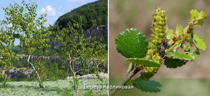 какое дерево живет дольше всех деревьев